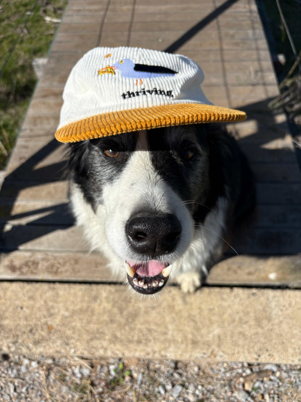 Seagull Eating Chips - Thriving | Corduroy Cap